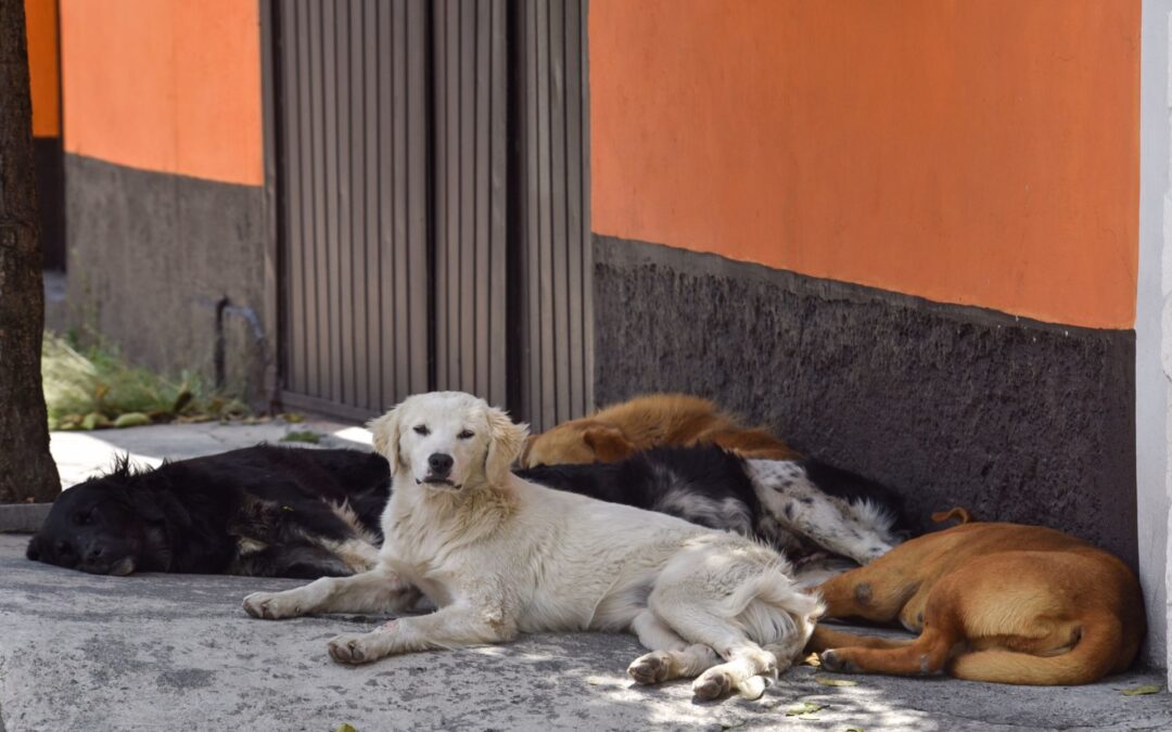 Maltrato animal: Detienen en Querétaro a un hombre por matar a un perro