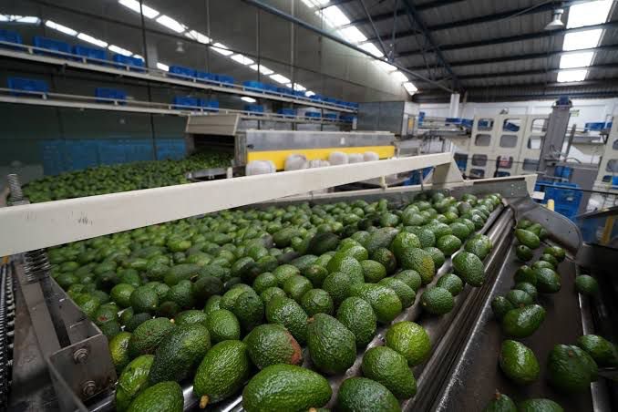 Aguacate mexicano genera 6 mmdd para PIB estadounidense: Luis Doporto Alejandre