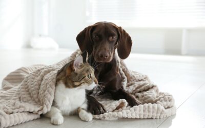 Esterilización gratuita CDMX 2023: ¿Dónde llevar a perros o gatos y cuáles son los requisitos?