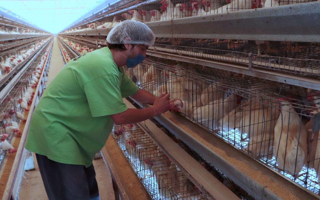 Influenza aviar AH5N1 en México: Senasica vacunará a aves de corral