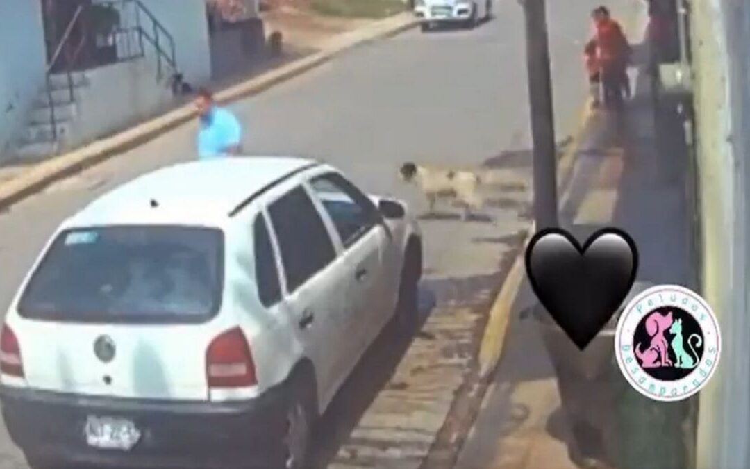 Justicia para Benito: Fiscalía de Edomex busca a Sergio ‘N’ por arrojar a un perro a cazo hirviendo