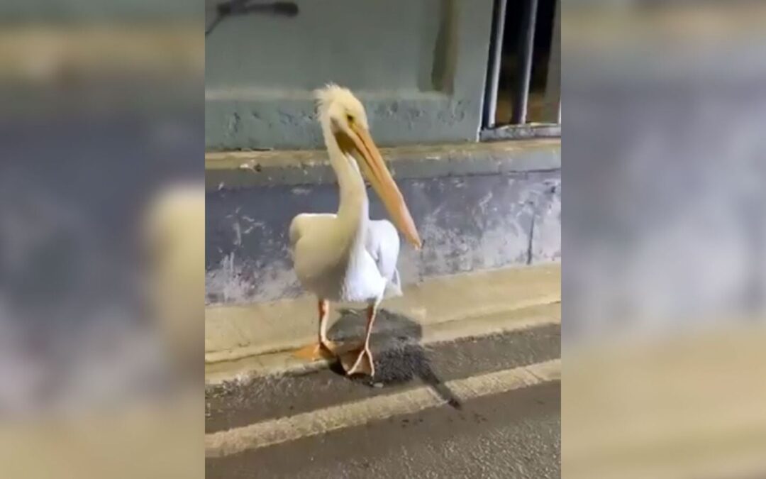 ‘Me canso ganso’: Pelícano se pierde y llega a la GAM en lugar de a Xochimilco