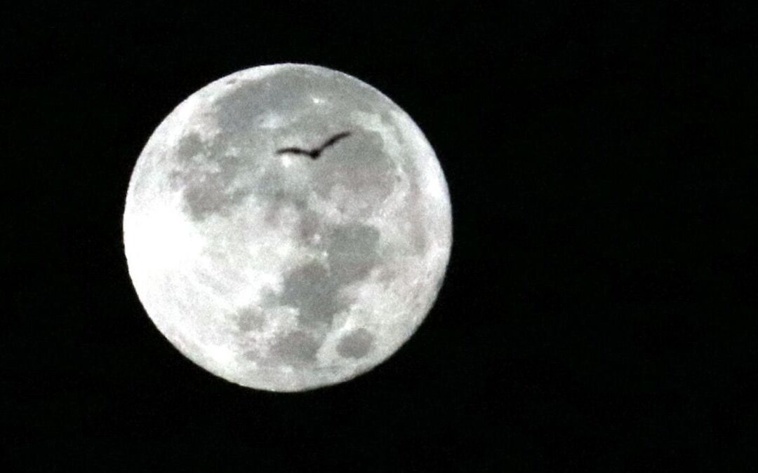 ¿Qué son las ‘Noches de Murciélagos’ y cuándo es? Esto es lo que sabemos del recorrido nocturno