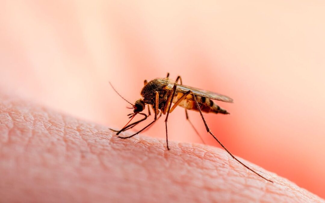 Anopheles Stephensi, el mosquito que resiste insecticidas y ha provocado muertes en África