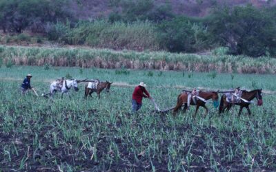 Adiós, Financiera Rural: Gobierno publica en el DOF su desaparición
