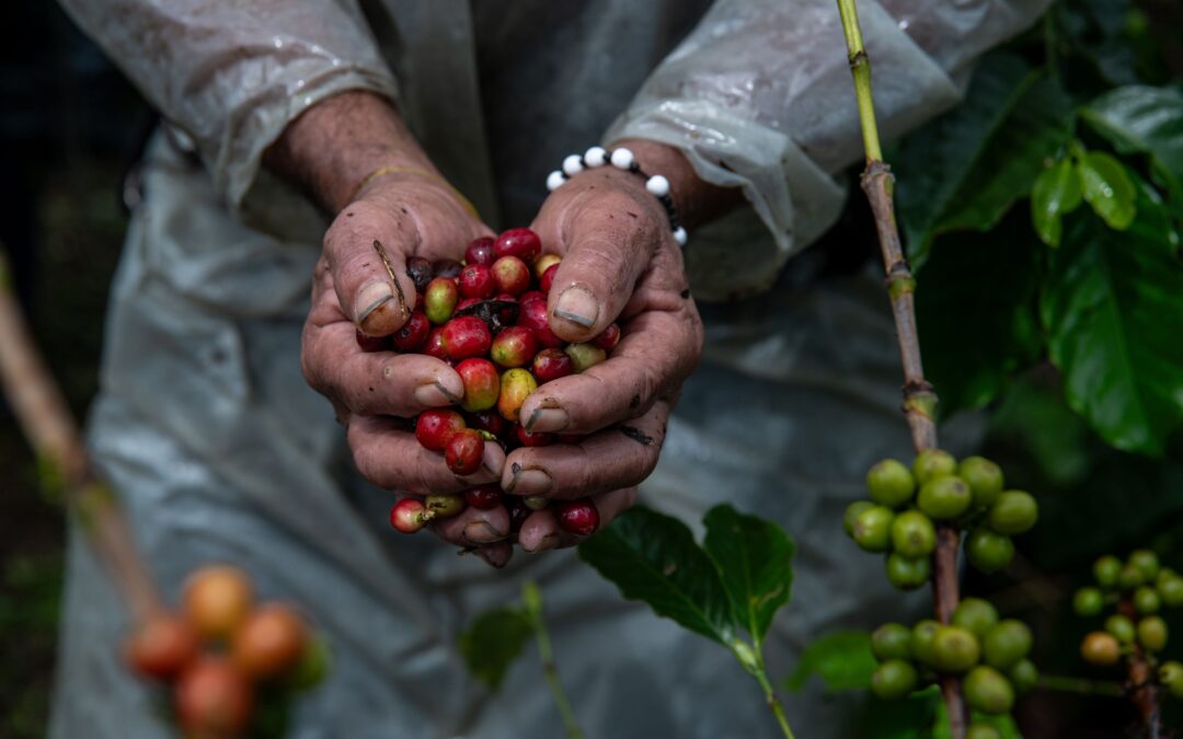 Trump ‘dobla’ a Petro con aranceles… y precio del café marca récord: ¿En cuánto se vende?