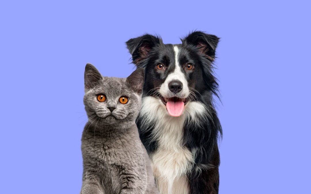 ¿Qué es la Pet-taka y por qué podría salvar la vida de tus mascotas?