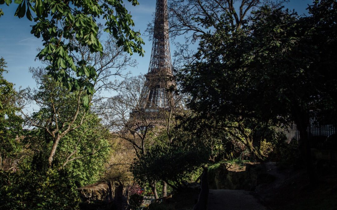 La nueva estrategia de París vs. olas de calor: Plantar árboles más resistentes