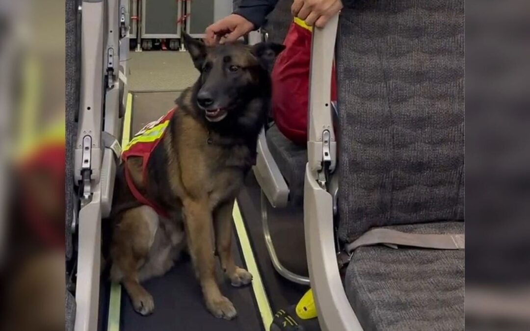 Dejó huella: Muere Rex, el perro rescatista que localizó a una mujer con vida en el 19-s de 2017