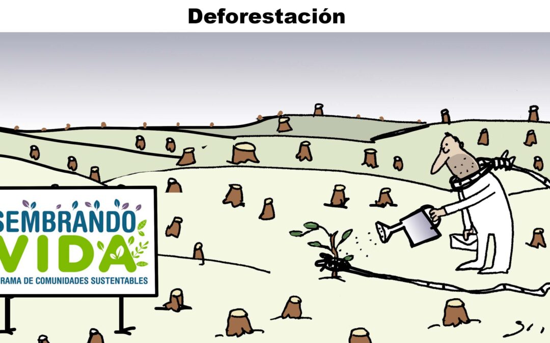 Deforestación