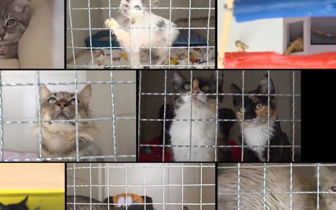 (FOTOS): ¿Los michis son de Michigan? Así es el nuevo albergue para gatos en CDMX