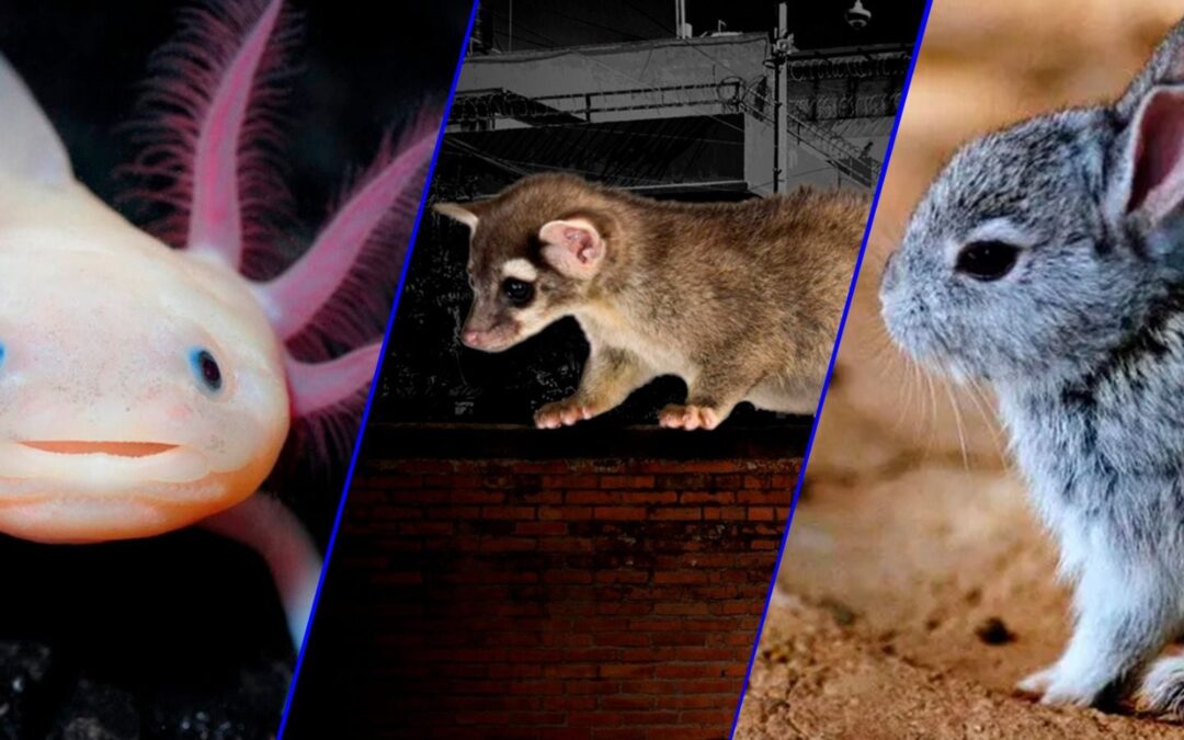 ¿Adiós a los ajolotes? Estas especies corren el riesgo de desaparecer en el Valle de México