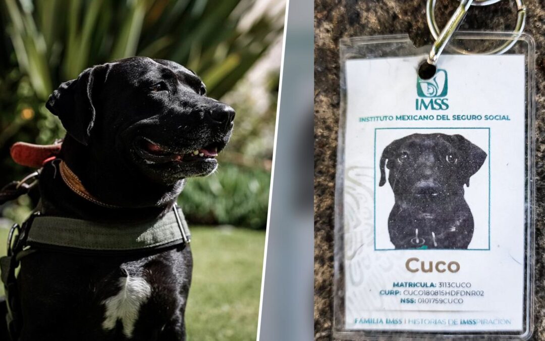 ¡Guau! IMSS adopta a Cuco, perro migrante: este es su trabajo