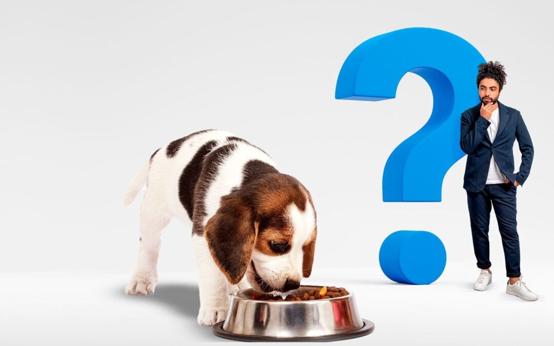 ¿Qué hay realmente en el plato de tu perro?
