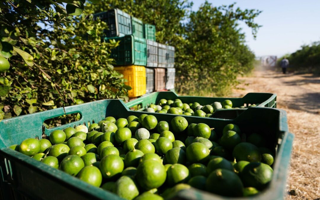 Limoneros de Michoacán frenan producción tras asesinato del empresario José Luis Aguiñaga