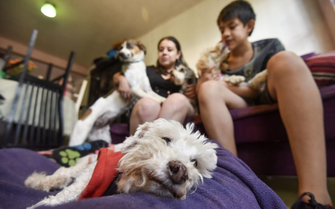 Permiso laboral por muerte de mascotas; ¿progresará?