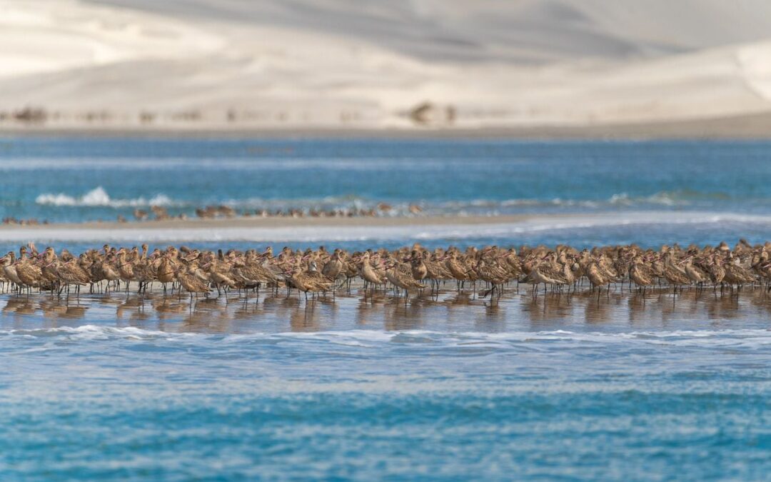 Sitios Ramsar en México