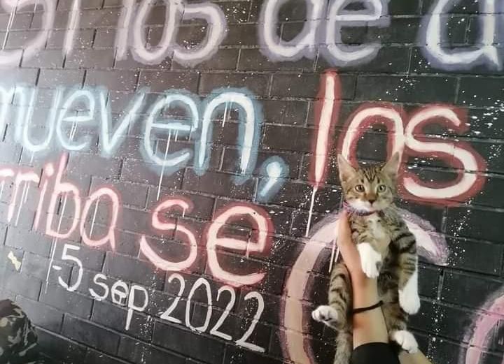 Justicia para Haru: Gatito es asesinado en CCH-Vallejo y estudiantes toman plantel en protesta