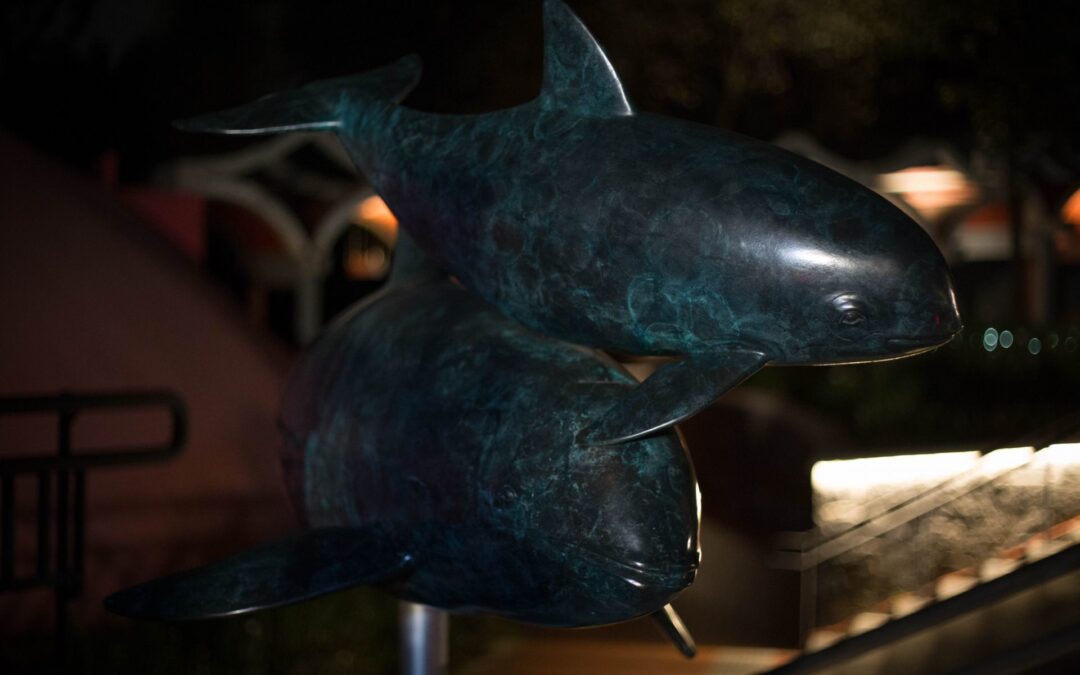 EU pide embargo comercial contra México por falta de protección a vaquita marina
