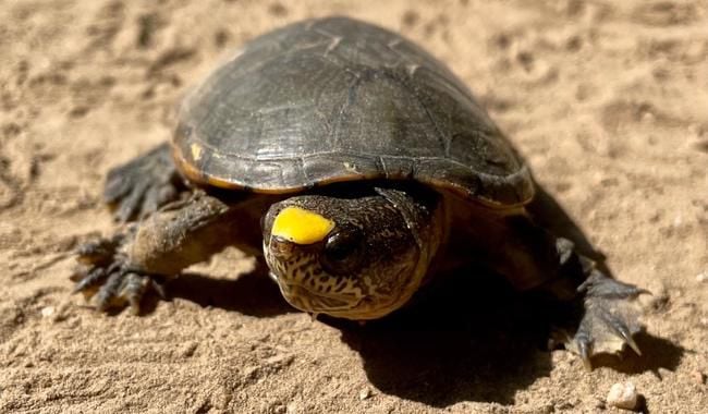 Roban 55 tortugas casquito de Centro de Investigación de la UDG, en Jalisco