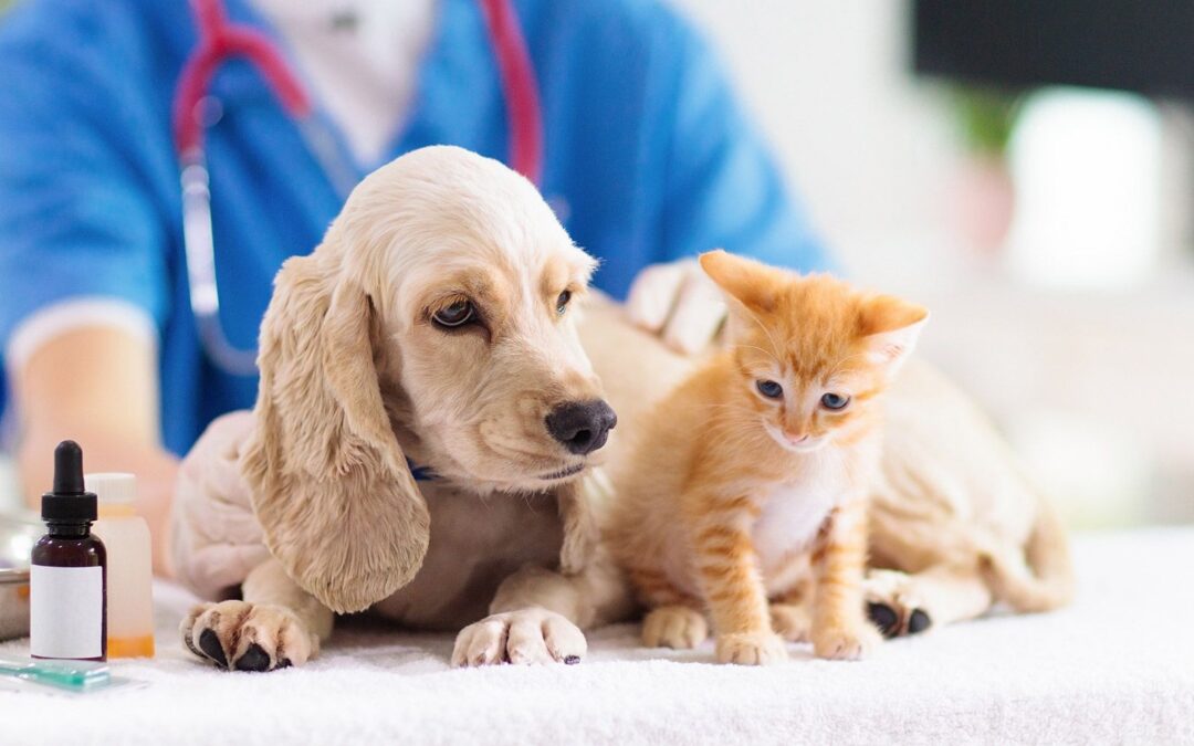 Veterinarias gratuitas en CDMX: ¿Dónde y cómo recibir atención médica para tu mascota?