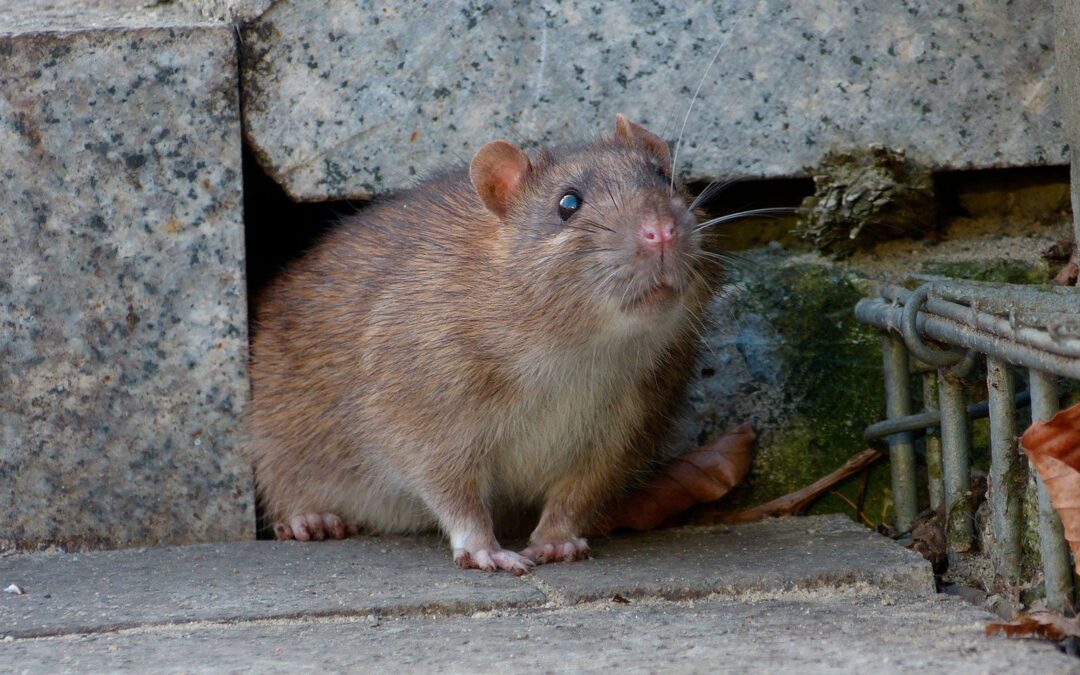 COVID-19 en ratas de Nueva York ¿Pueden contagiarse estos roedores?