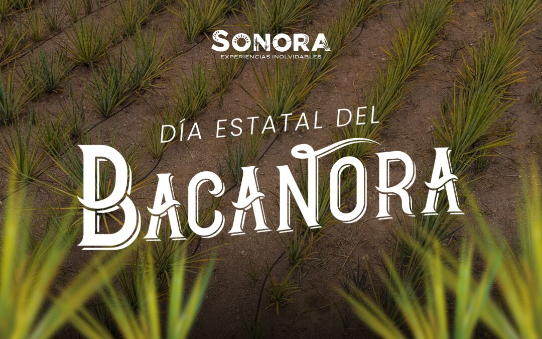 Celebran en Sonora el Día Estatal del Bacanora