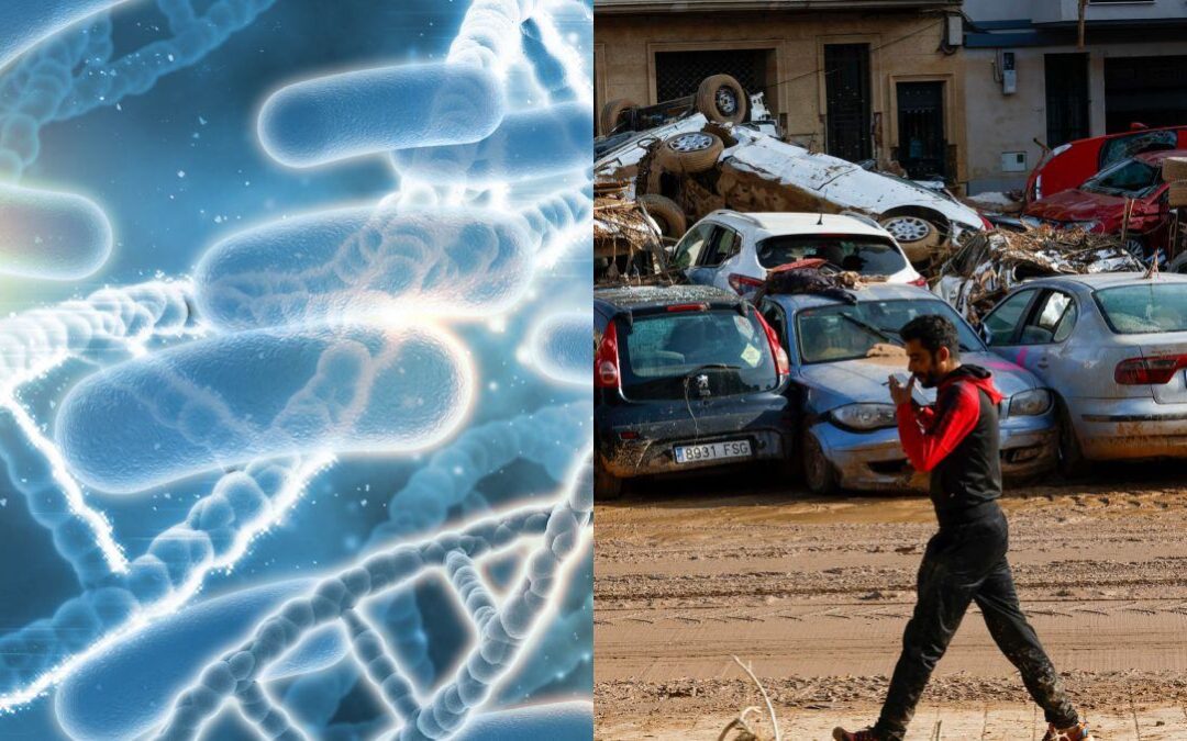 ¿Qué es la leptospirosis, la infección que amenaza a los afectados por la DANA en Valencia?