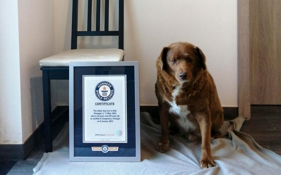 Él es Bobi, el perro más viejo del mundo que ganó un Récord Guinness