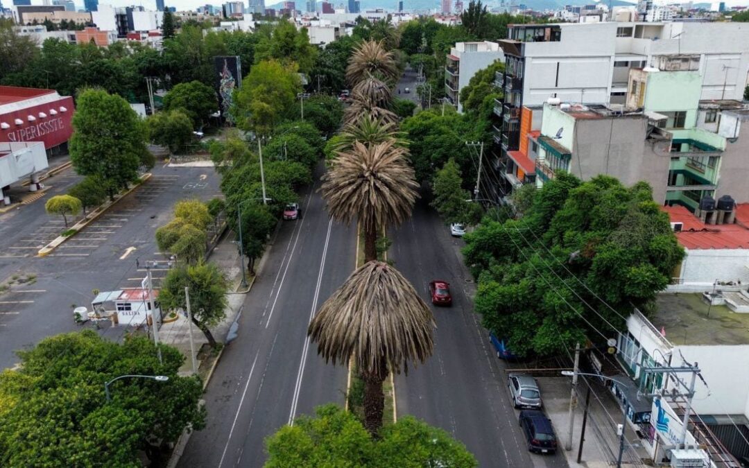 ‘Bye, bye’ a las palmeras en CDMX: ¿Con qué árboles las reemplazará la Sedema?