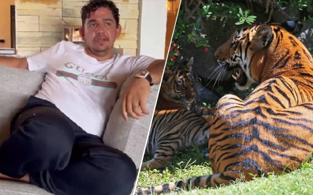 Los ‘tesoros’ de ‘El Fresa’: Encuentran tigre de bengala y otras excentricidades en su casa
