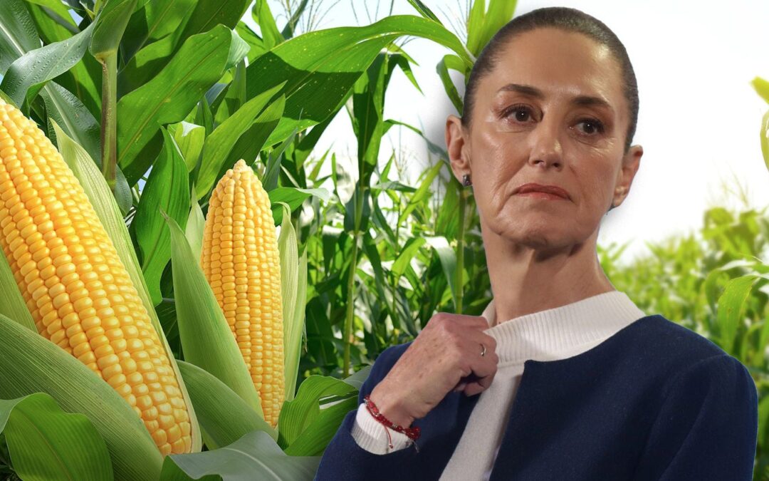 Panel del T-MEC ‘tira’ decreto de AMLO contra maíz transgénico… ¿qué dijo Sheinbaum?