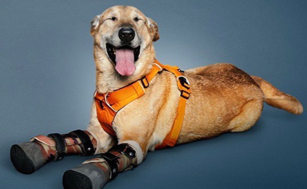 Él es Pay de Limón, el perro mutilado por narcos que compite por ‘la mascota favorita’