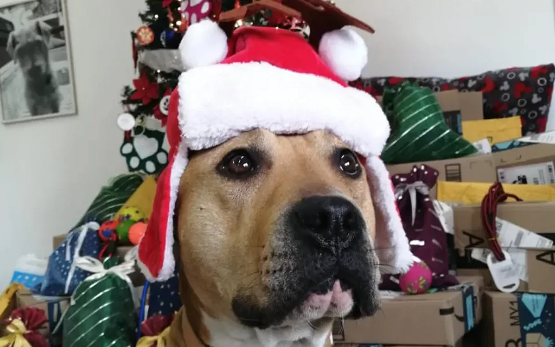 ¡Guau! Perritos rescatados del Metro llevarán cartas de deseos a Santa y los Reyes Magos