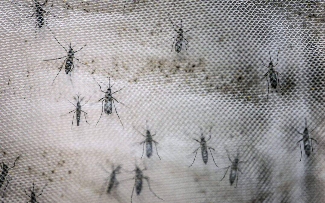 Detectan presencia de virus del Nilo Occidental en condado de Bexar, Texas