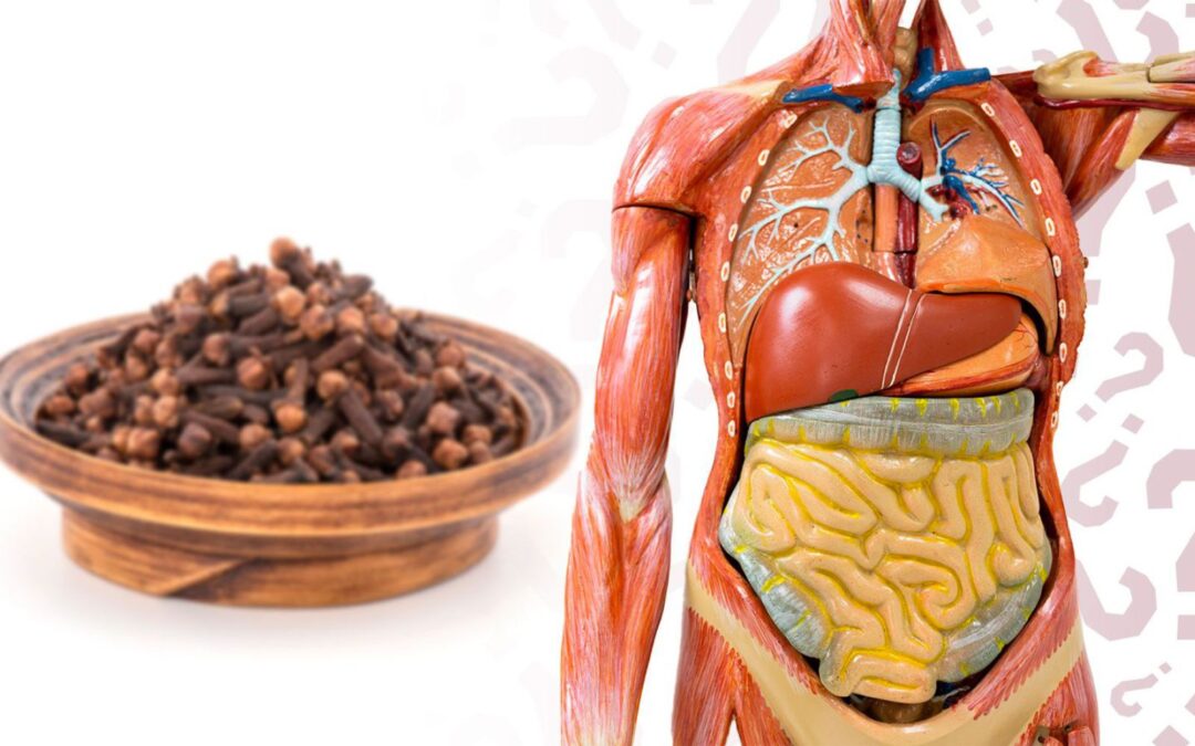 ¿Qué efectos secundarios tiene el clavo de olor en el organismo?