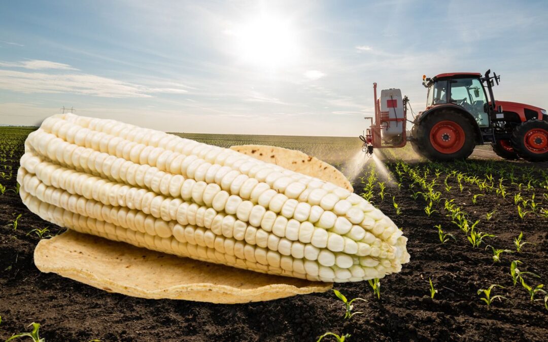 ¿Cuál es el maíz transgénico que se prohíbe en tortillas y masa según decreto?