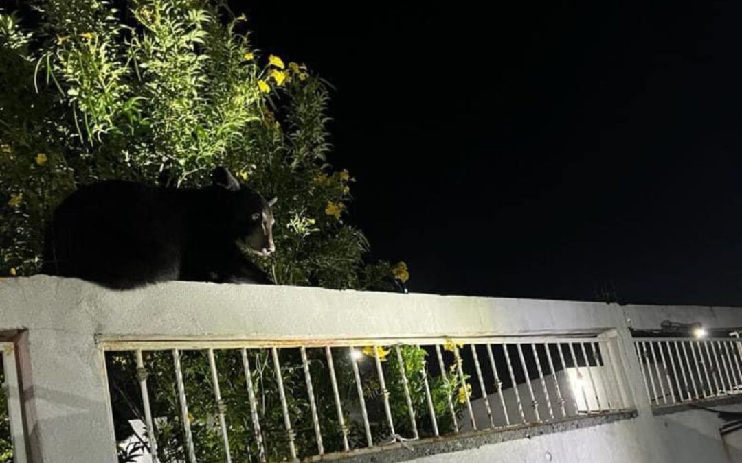 Oso sorprende a habitantes de Nuevo León; es captado descansando en una barda y trepando casas