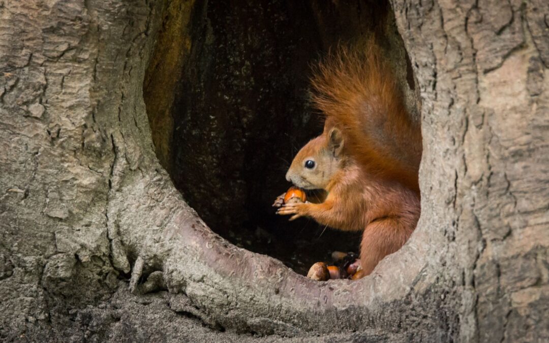 Zoofarmacognosia: ¿los animales se automedican?