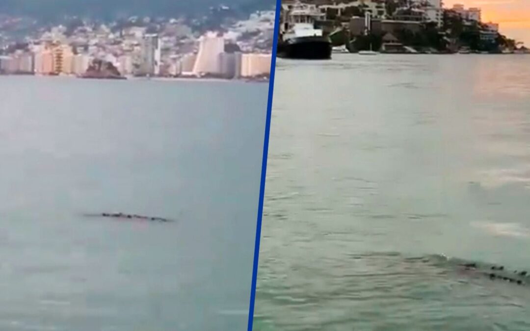 Huracán ‘John’ deja ‘sorpresitas’: Avistan enorme cocodrilo merodeando en la Bahía de Acapulco (VIDEO)