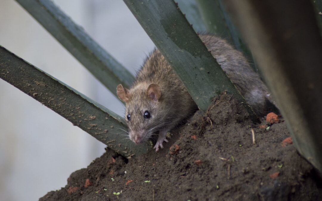 Ratas en Nueva York: Kathleen Corradi será la encargada de acabar con esta plaga
