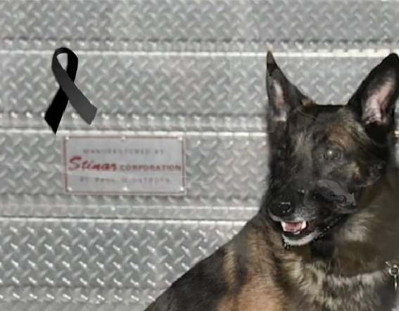 Soldado compañero de Proteo se despide de perro rescatista: ‘Algún día nos volveremos a ver’