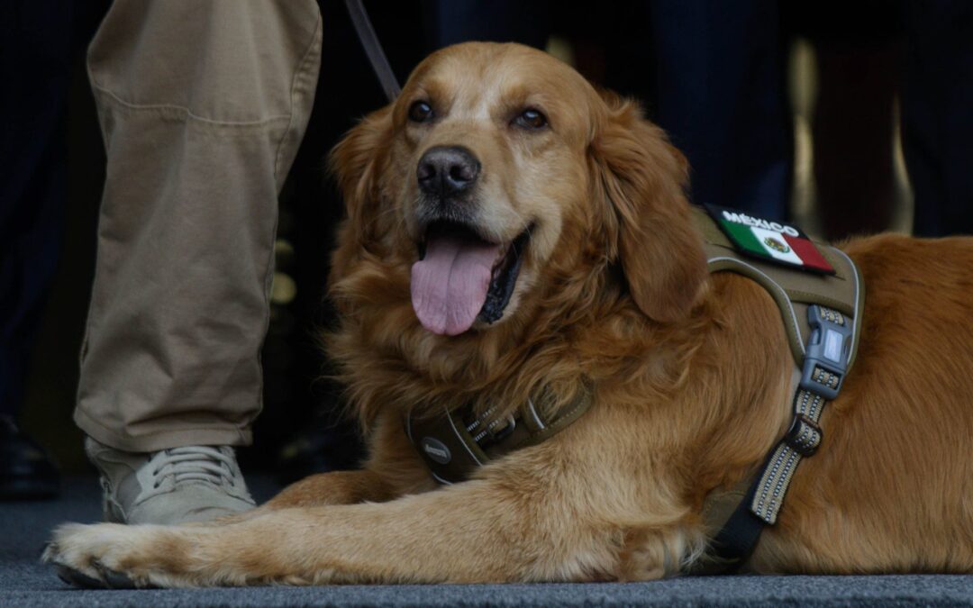 ¡Adiós, vaquero de cuatro patas! Lucas, perrito vigilante en San Lázaro, se jubila
