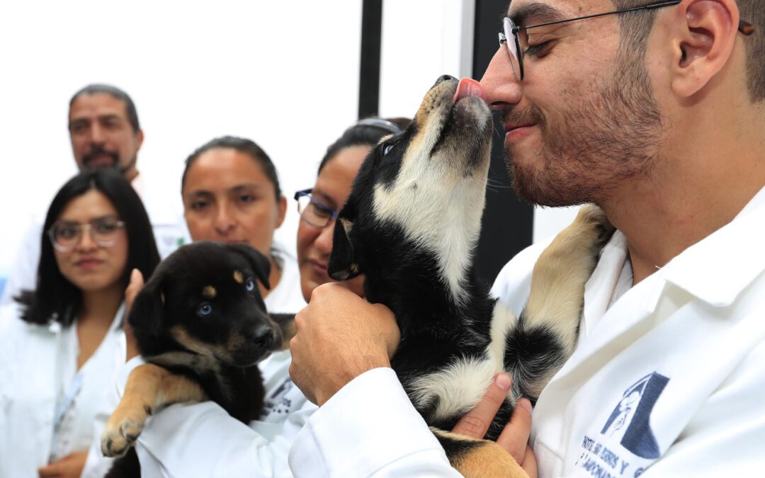 ¡Adopta, no compres! Inauguran en Tepito primer hotel para perros y gatos abandonados