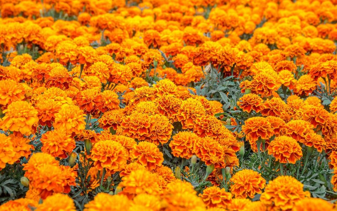 Cempasúchil: ¿Cómo identificar la flor mexicana de la china?