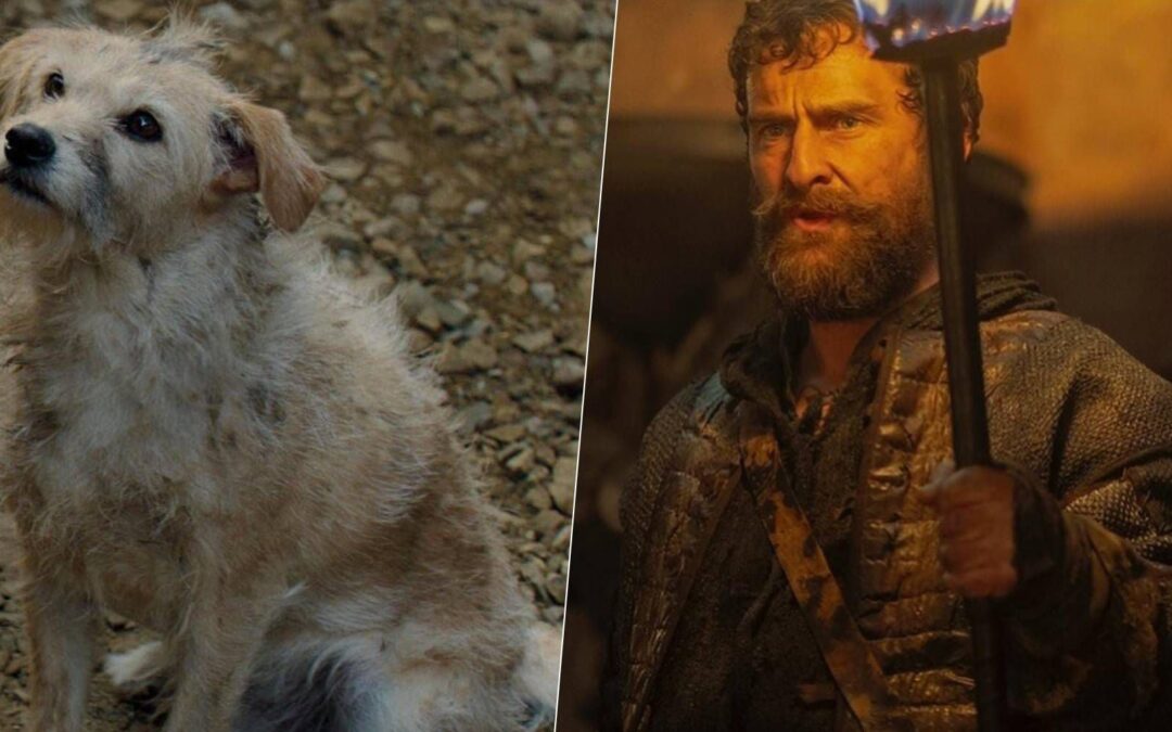 La casa del ¿perro?: La historia de Bobby, el ‘lomito’ rescatado que actúa en ‘House of the Dragon 2′