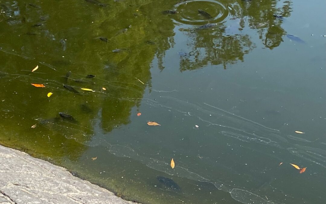 ¿Por qué aparecieron peces muertos en el Lago de Chapultepec? Esto dice la Sedema