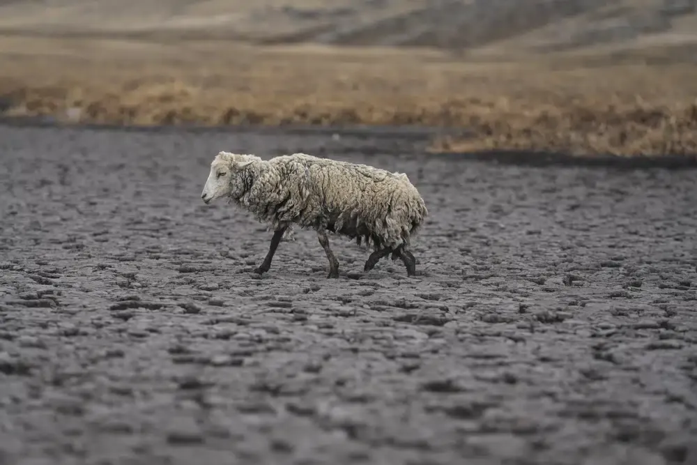 Más sequía: Desaparece laguna Cconchaccota, en los Andes de Perú