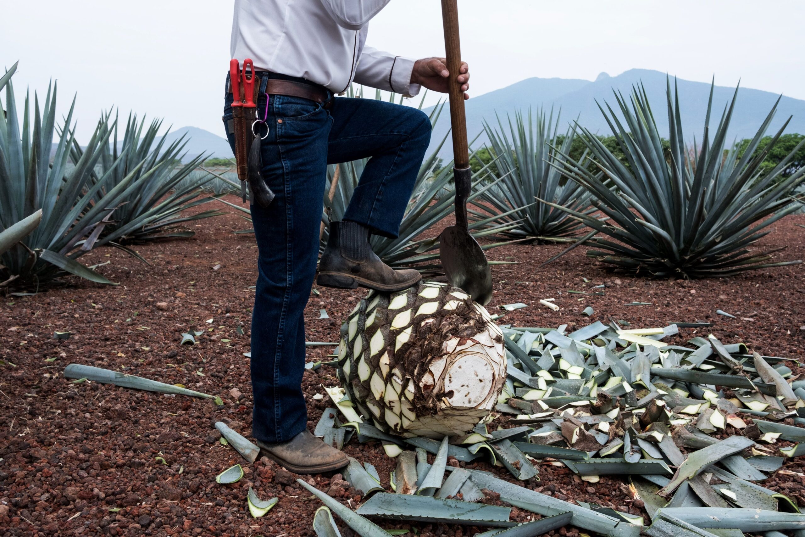 ¿Peligran los ‘shots’? Aranceles de Trump preocupa a tequileros en México