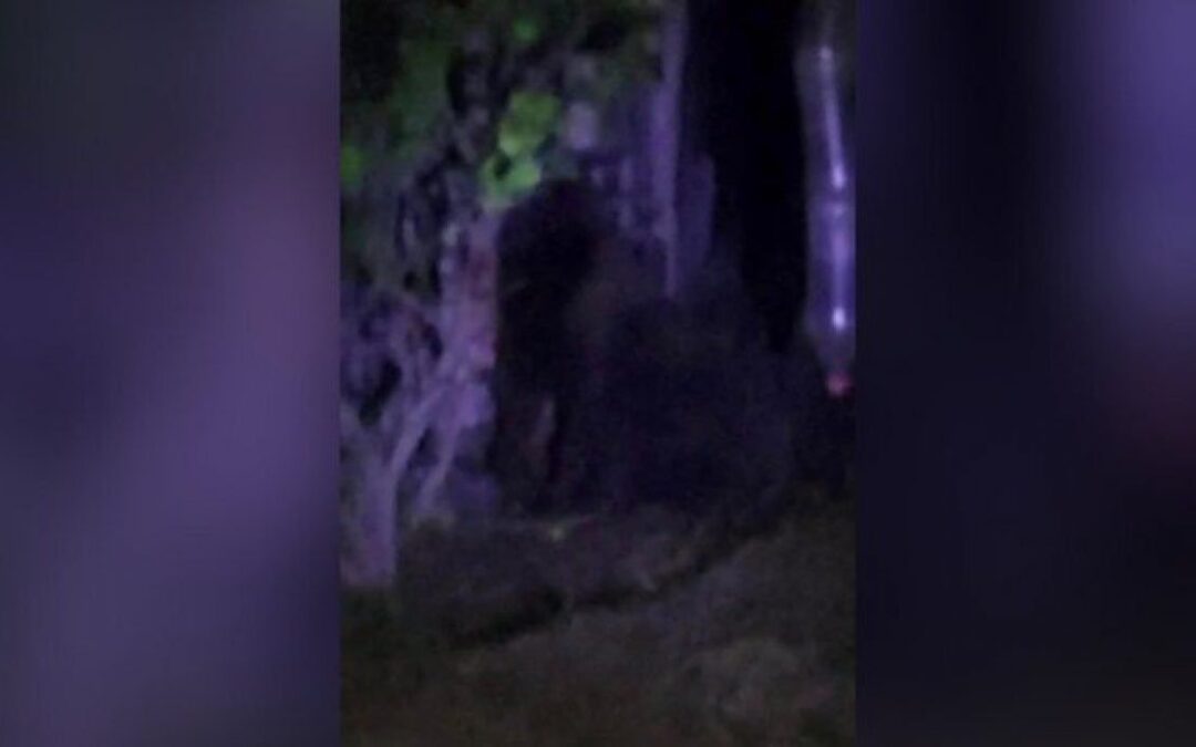 Se busca: Reportan un gorila suelto en Villas de Tezontepec, Hidalgo